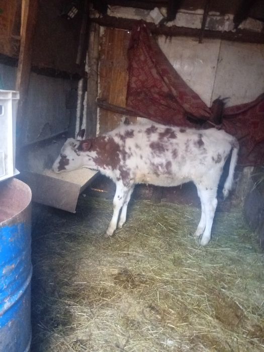 Vând vitea de 3 luni