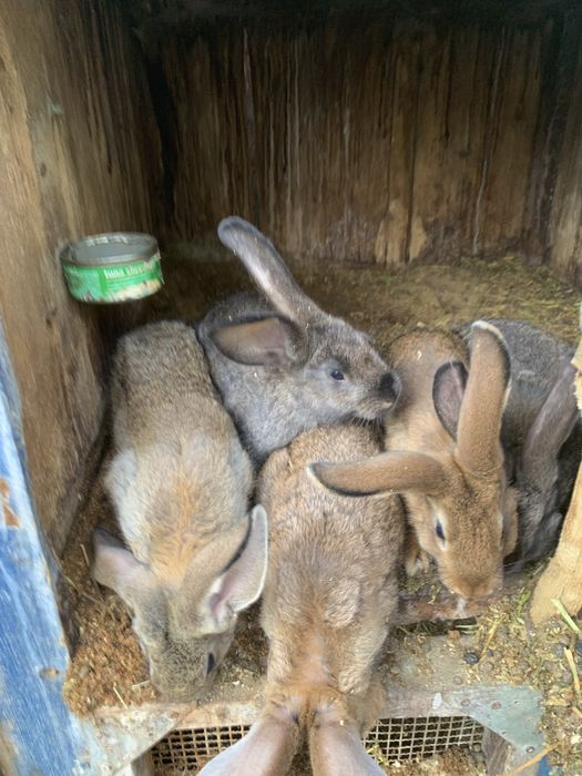 Iepuri  — 70 lei .