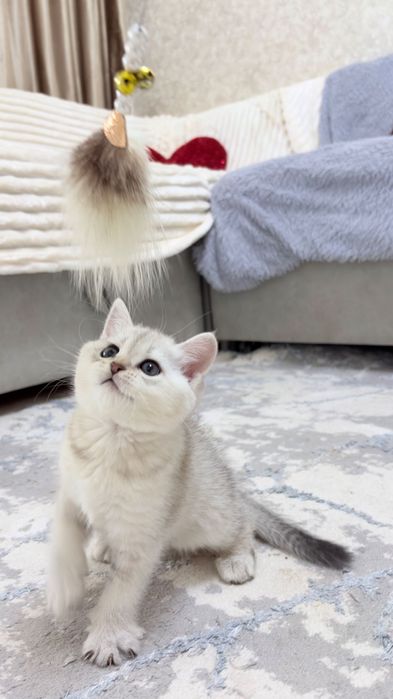 Продам котенка (девочка) скоттиш-страйт