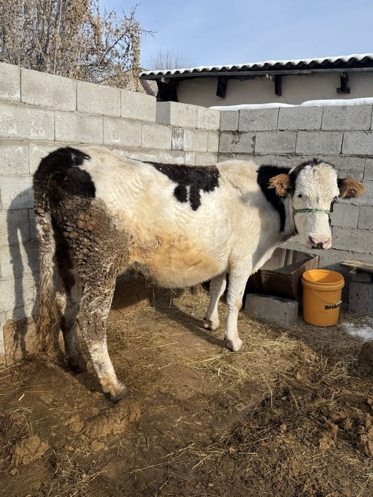 Продам кором с телятами