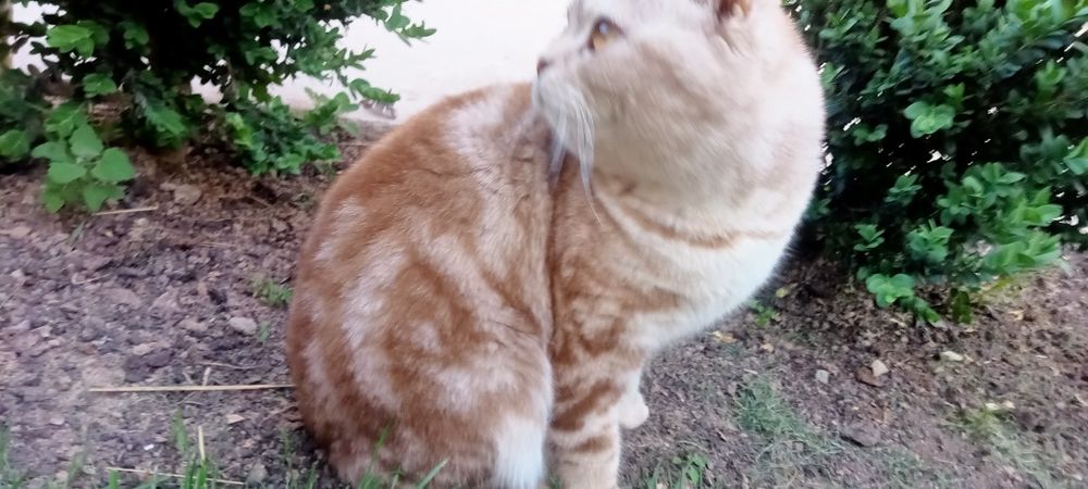 Scottish fold mushik sotiladi