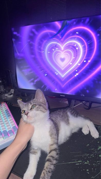 Котенок маленький ласковый