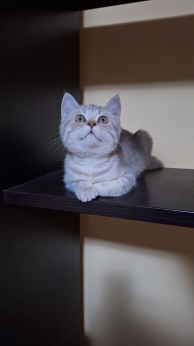 Котенок шотландский
