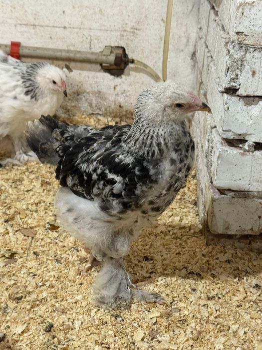 Продам чистых цыплят светлая брама