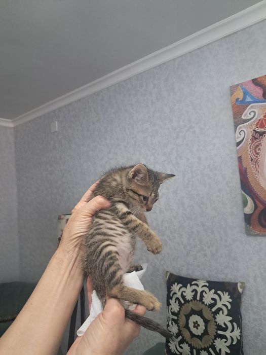Котята в хорошие руки