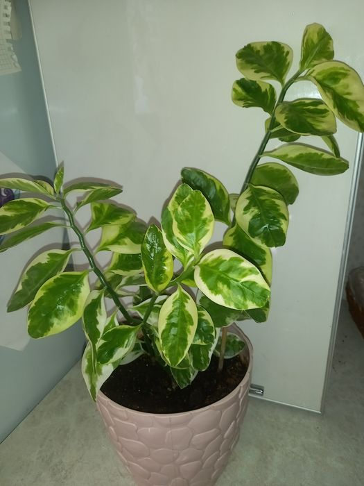 Продам Педилантус