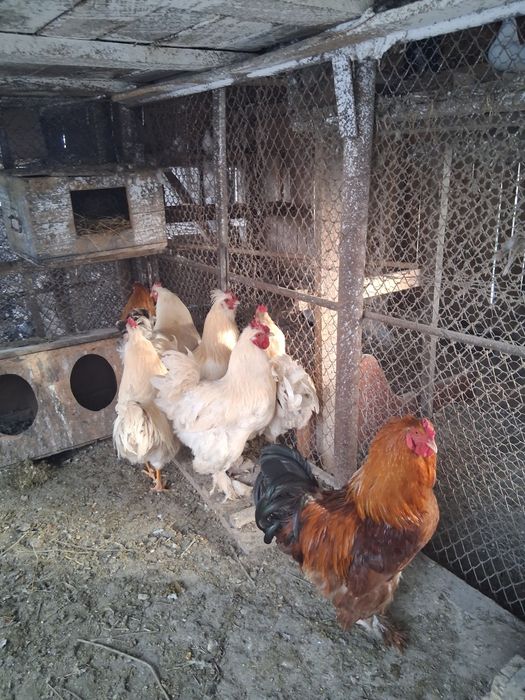 Vand cocosi de tara 120 lei bucata