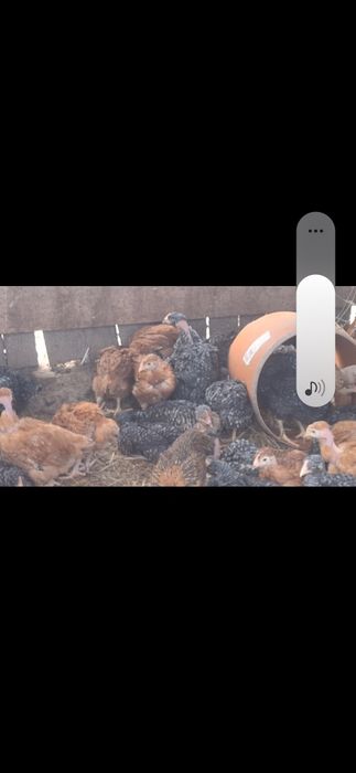 Vind pui de 5 saptamin  mixt