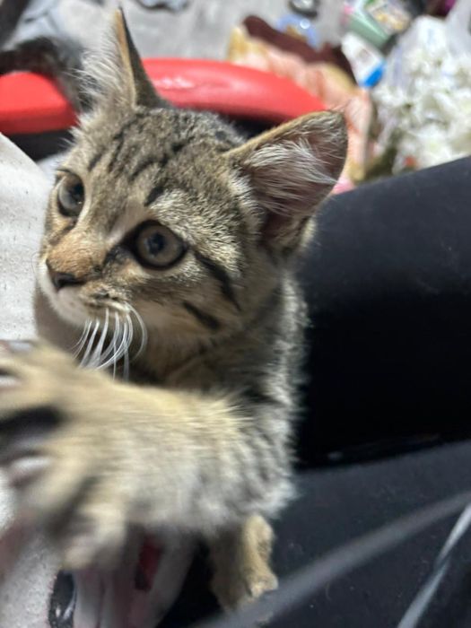 Котенок в добрые руки