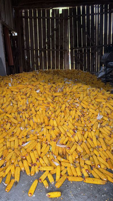 Porumb stiulete 2025