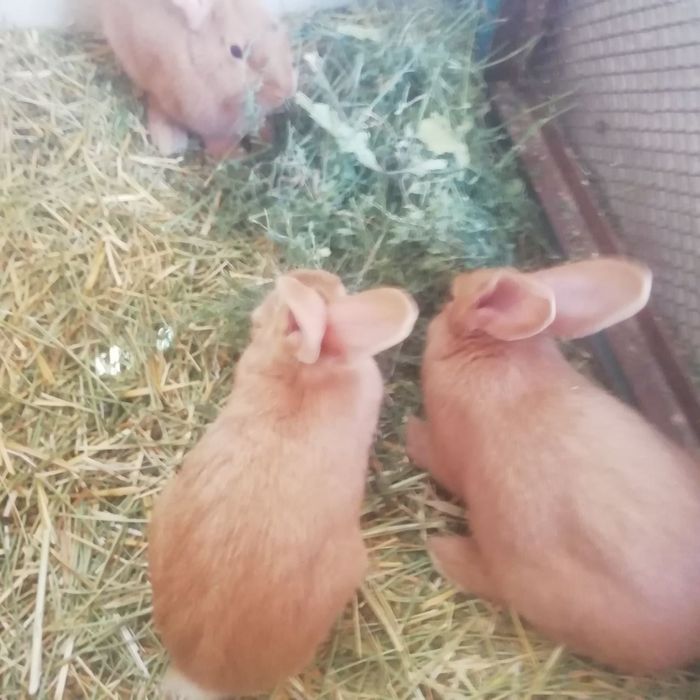 Бургундские кролики 300 000 сум