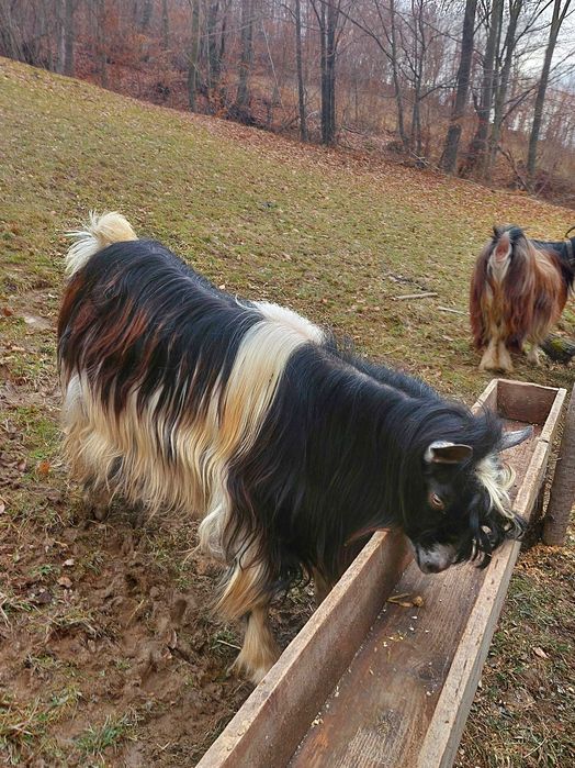 Vând țap vătui sau schimb cu o capră bună