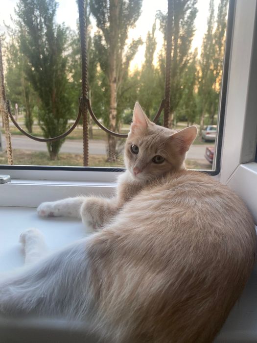 Отдам кота в хорошие руки