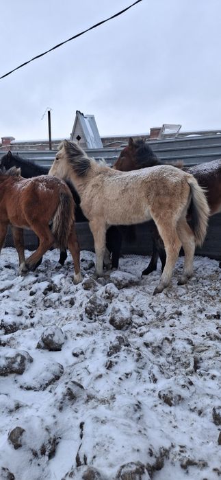 Продам жабагы на согым.