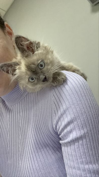 Котенок в добрые руки