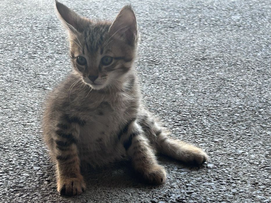 Отдам котят есть 5 котят
