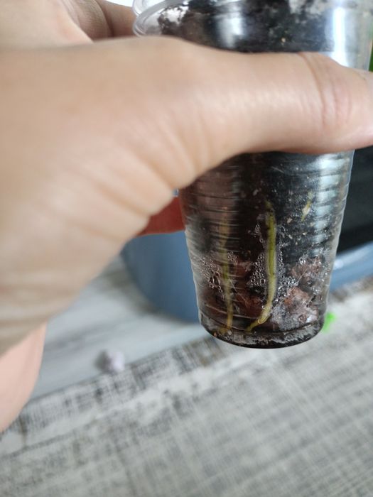 Продам сингониум Ведланда