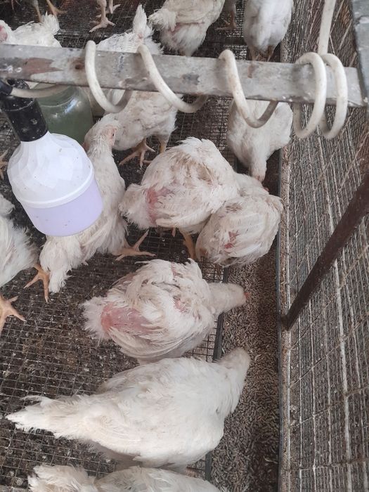 Продам бролерных цыплят