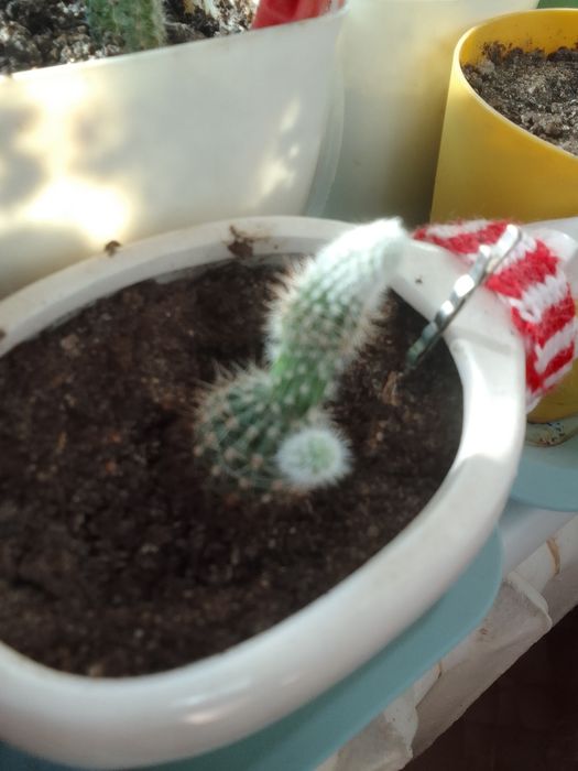 Продам Отростки кактусов