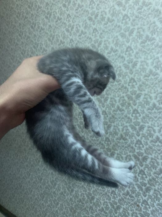 SKTISH FOLD 1 yarm oy