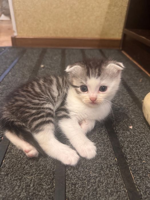 Продаются милые котята