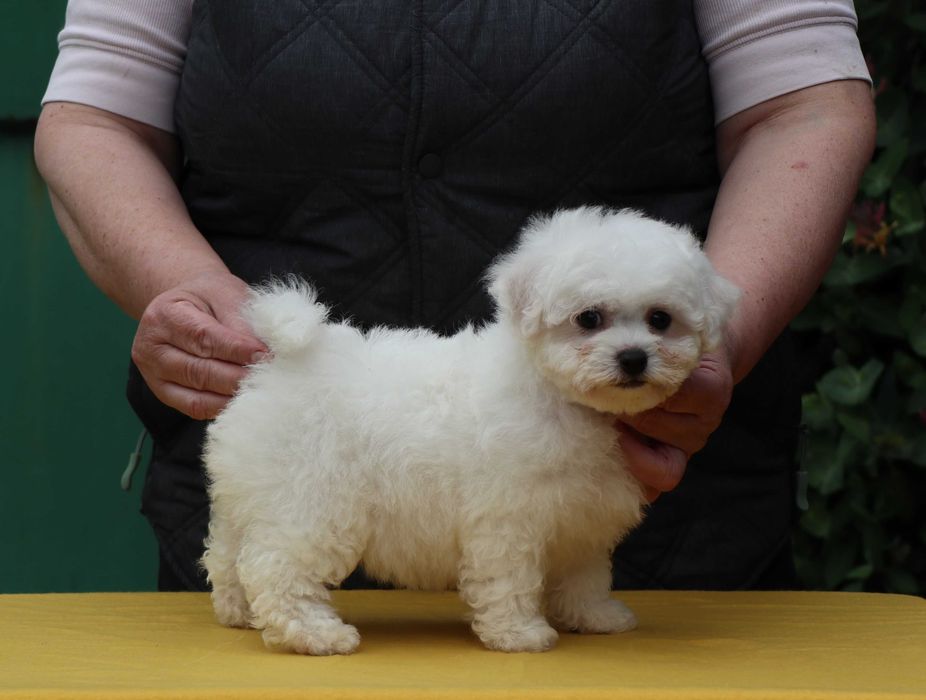 Bichon frise cu pedigree
