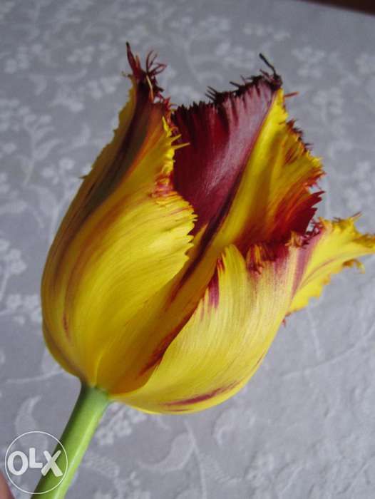 Bulbi de lalele -MIX circumferinta 12/13/14; 10/11; 7/8