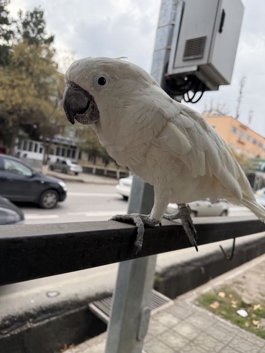 Бели хохли Какаду