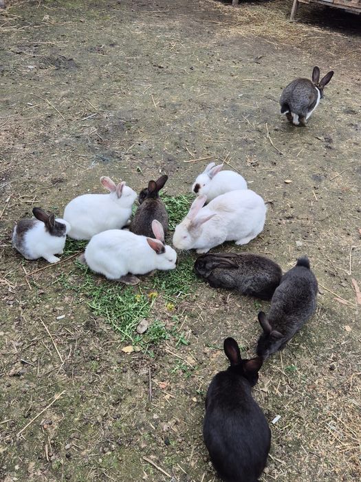 Vând iepuri de carne