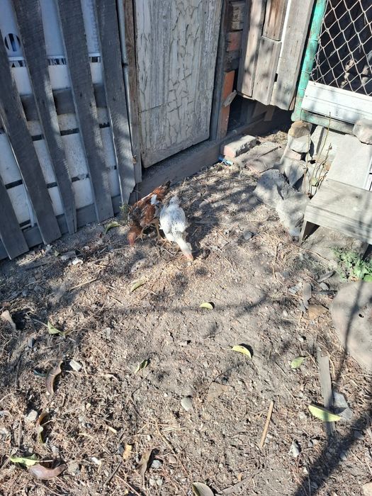 Куры породы Дакан