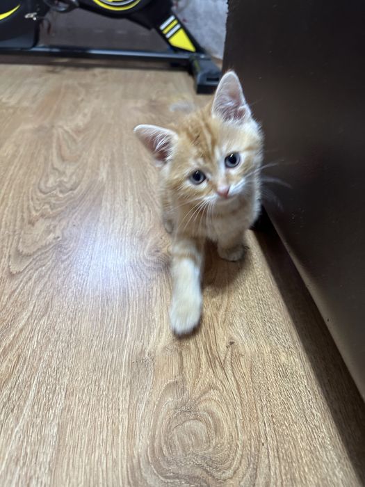 Шотландский котенок