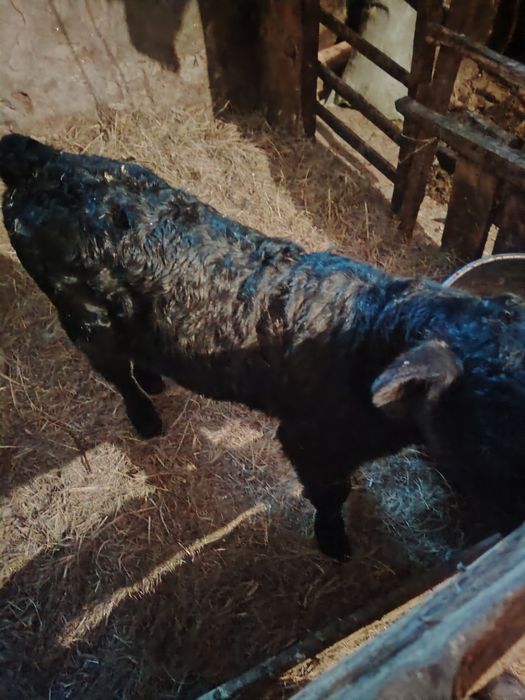 Продам телёнка. Недельную