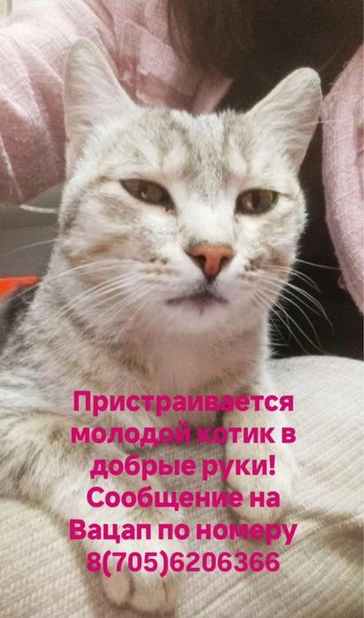 Отдам в хорошие руки котика