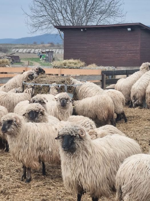 Vând 70 de oi turcane bucălăi