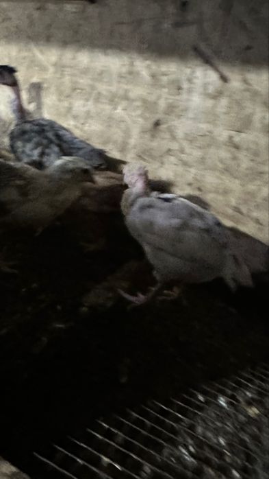 Цыплята месячные