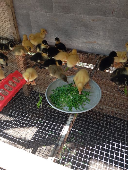 Продам утят 5 суток.