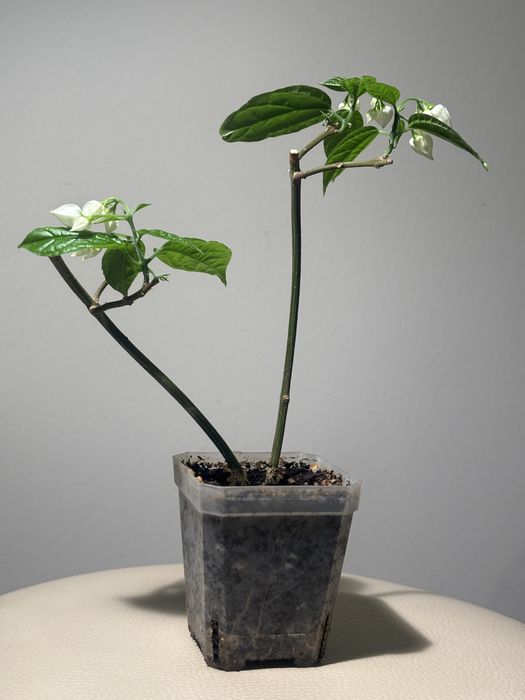 Продам комнатные растения