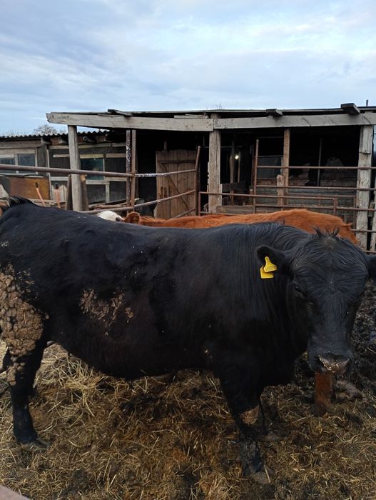 Продам быка, возраст полтора года