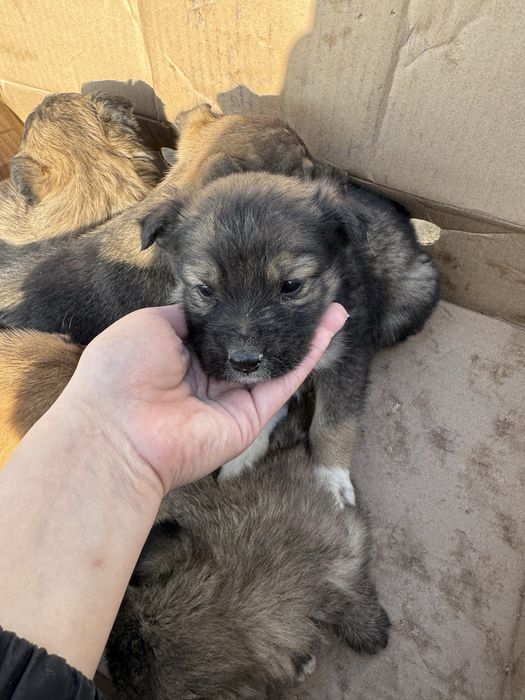 Щенята в хорошие руки ДАРОМ