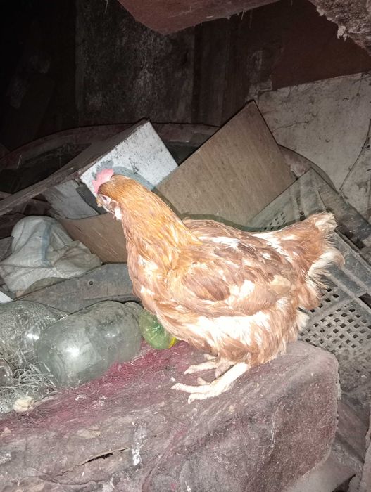 Куры несушка красная