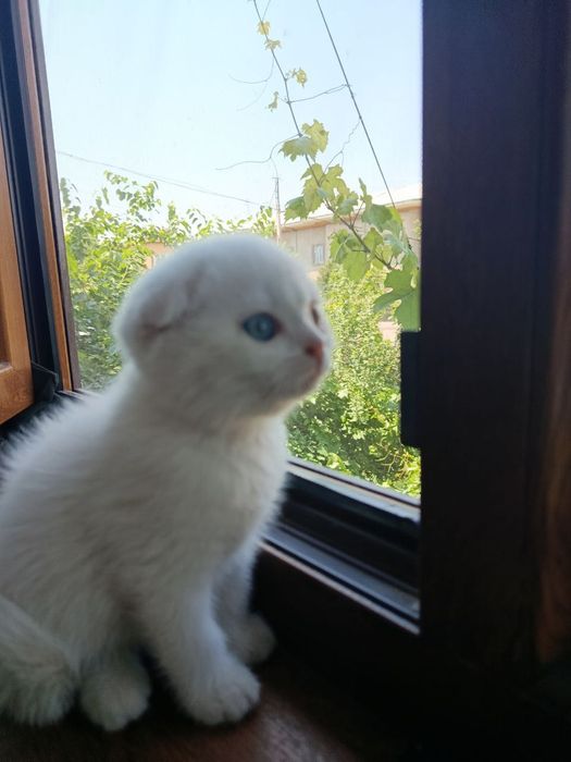 Котёнок Скоттиш Фолд