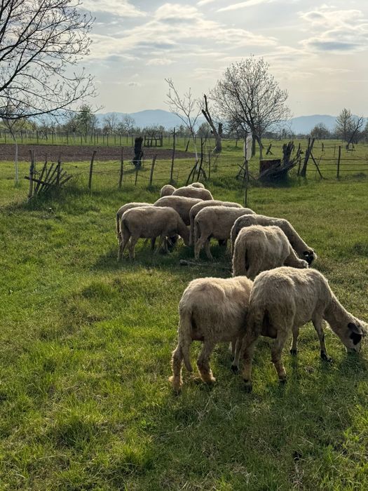 Se vinde 12 oițe  ‼️
