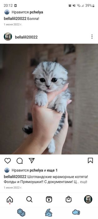 Шотландские вислоухие