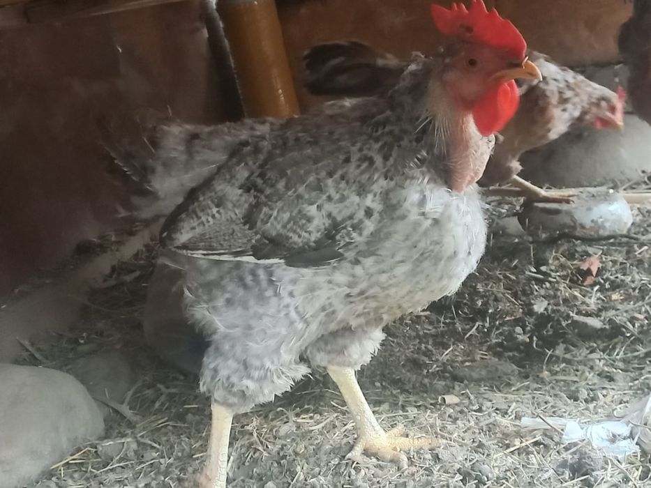 Продам двух куриц