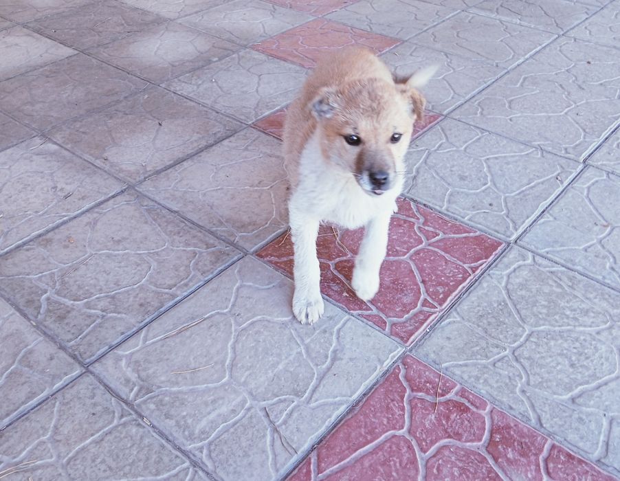 Срочно отдам щенка.