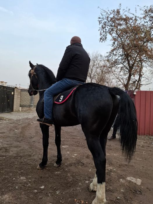 Англо-Араб 3 года