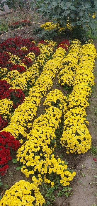 Цветы хирзантема