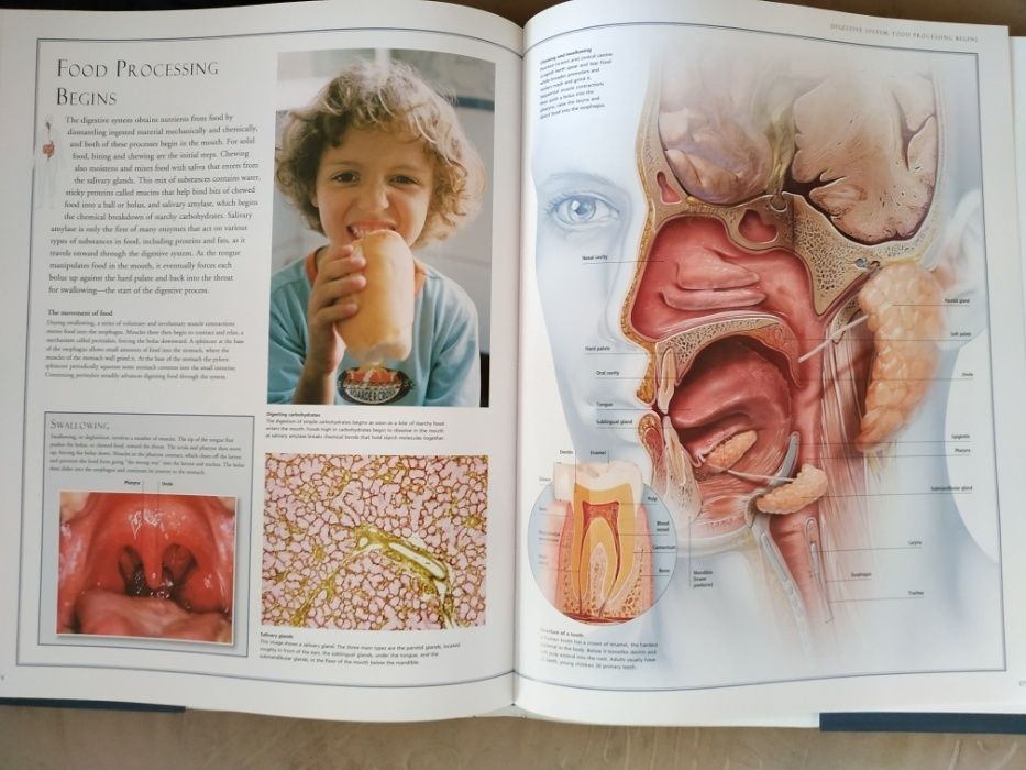 Атлас анатомический