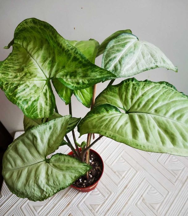 Сингониум Арроу  для дома и офиса