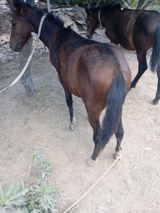 Тайлар сатылады.